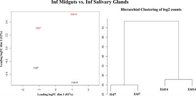 Alternative splicing and its regulation in the malaria vector Anopheles gambiae